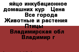 яйцо инкубационное домашних кур › Цена ­ 25 - Все города Животные и растения » Птицы   . Владимирская обл.,Владимир г.